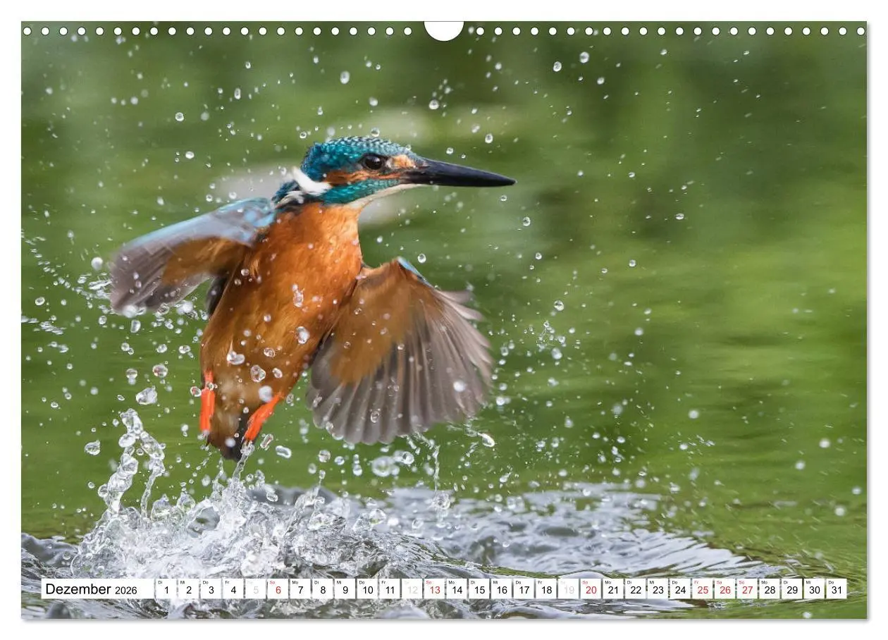 Bild: 9783457974476 | Faszination Eisvogel (Wandkalender 2026 DIN A3 quer), CALVENDO...