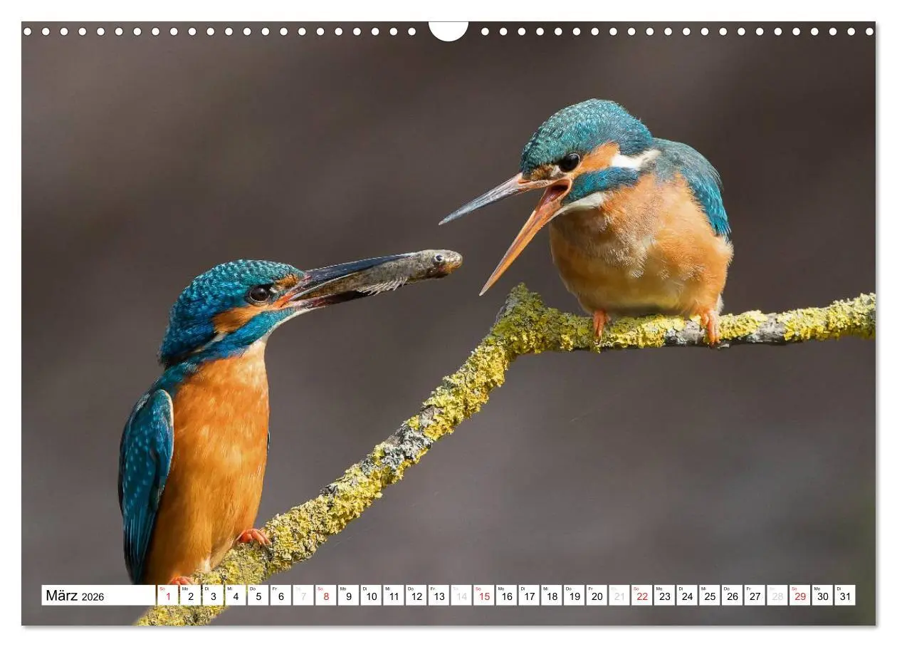 Bild: 9783457974476 | Faszination Eisvogel (Wandkalender 2026 DIN A3 quer), CALVENDO...