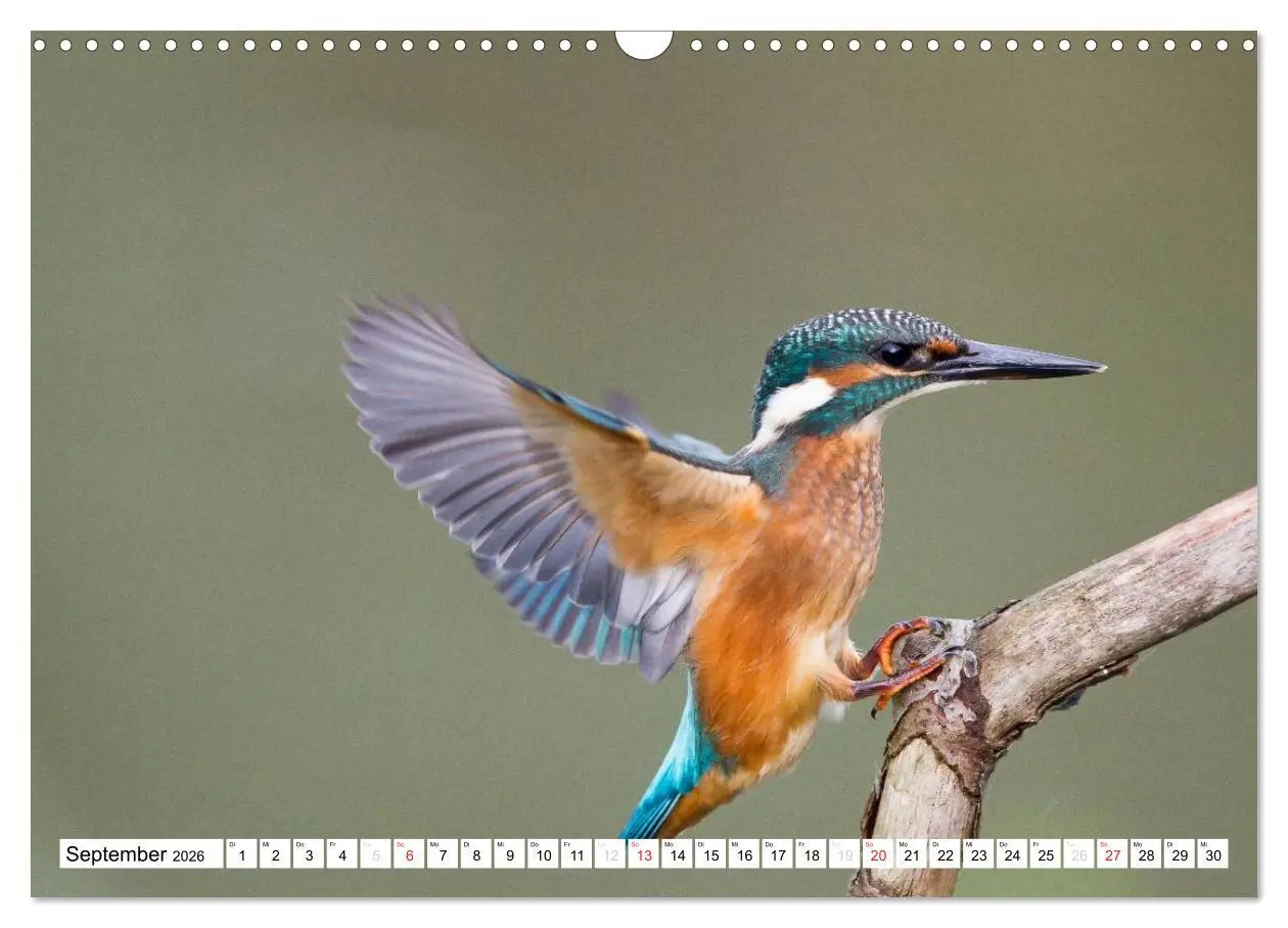 Bild: 9783457974476 | Faszination Eisvogel (Wandkalender 2026 DIN A3 quer), CALVENDO...