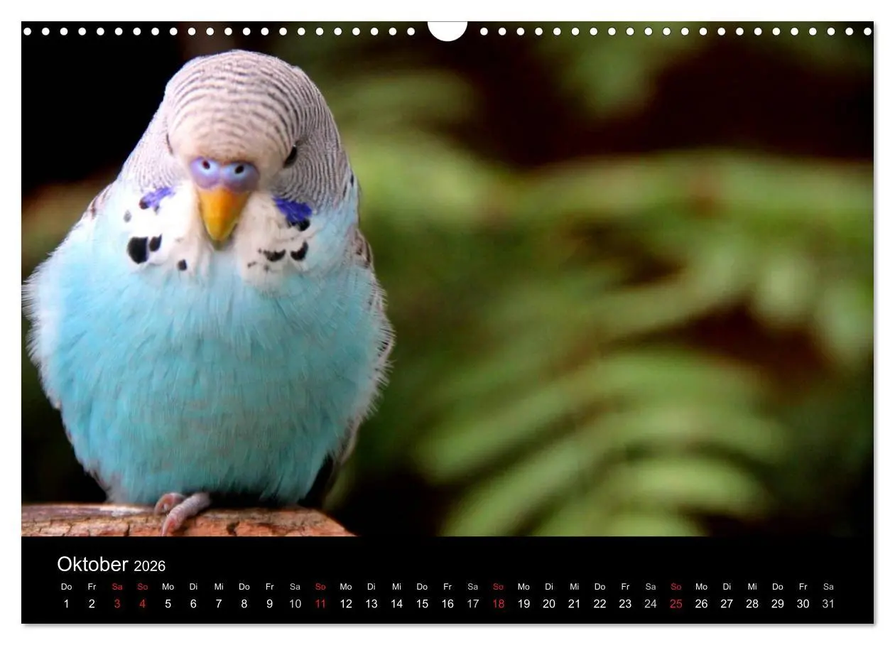 Bild: 9783516204476 | Wellensittiche - Naturkalender (Wandkalender 2026 DIN A3 quer),...