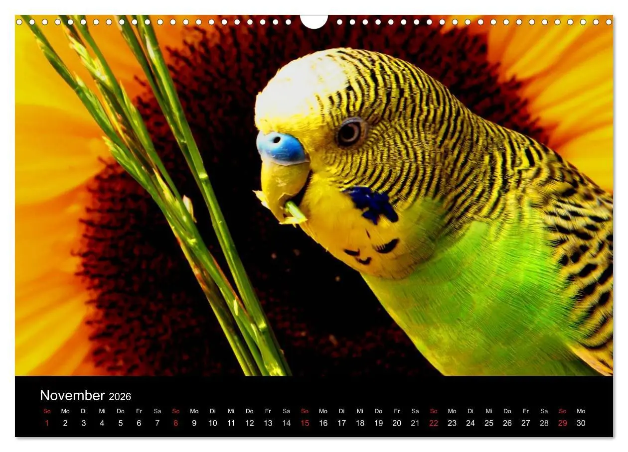 Bild: 9783516204476 | Wellensittiche - Naturkalender (Wandkalender 2026 DIN A3 quer),...