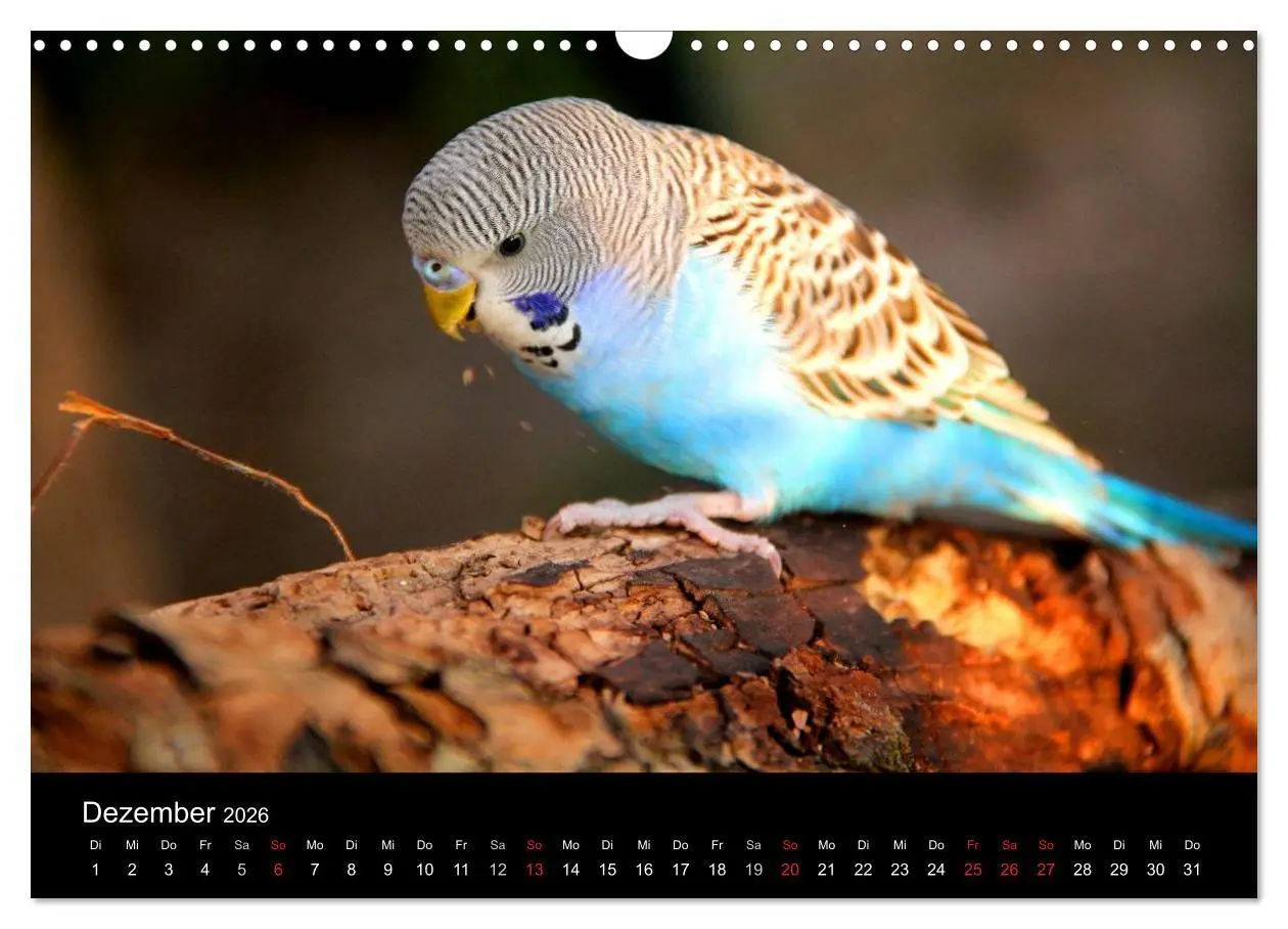 Bild: 9783516204476 | Wellensittiche - Naturkalender (Wandkalender 2026 DIN A3 quer),...