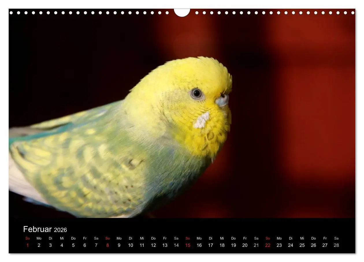 Bild: 9783516204476 | Wellensittiche - Naturkalender (Wandkalender 2026 DIN A3 quer),...