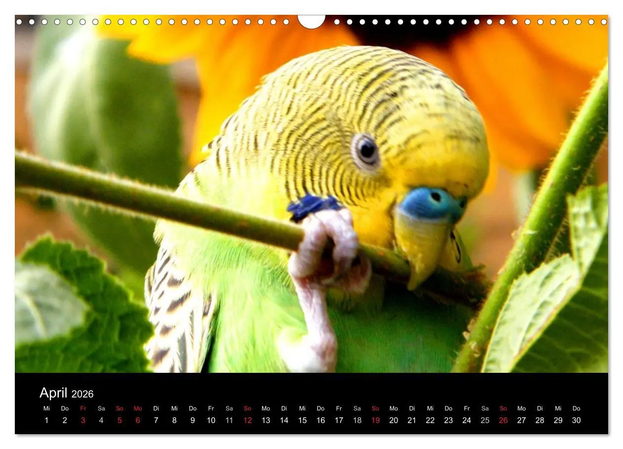 Bild: 9783516204476 | Wellensittiche - Naturkalender (Wandkalender 2026 DIN A3 quer),...