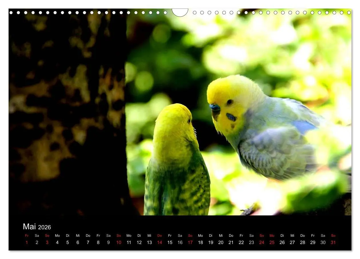 Bild: 9783516204476 | Wellensittiche - Naturkalender (Wandkalender 2026 DIN A3 quer),...