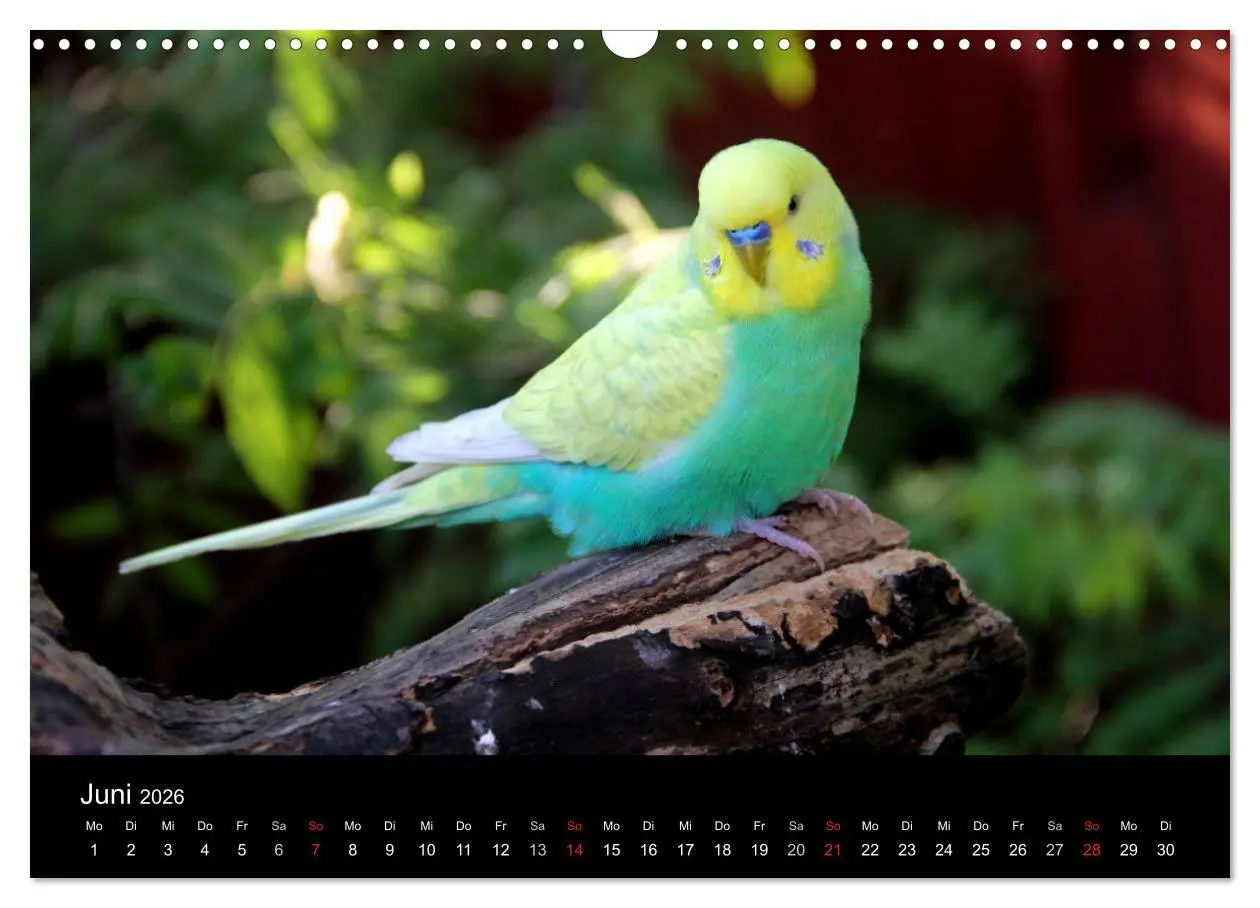 Bild: 9783516204476 | Wellensittiche - Naturkalender (Wandkalender 2026 DIN A3 quer),...