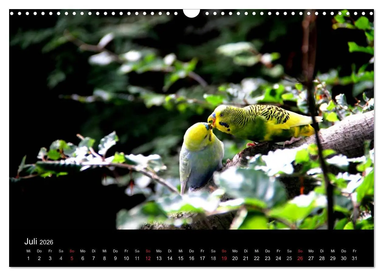 Bild: 9783516204476 | Wellensittiche - Naturkalender (Wandkalender 2026 DIN A3 quer),...