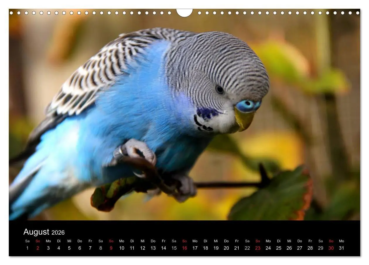 Bild: 9783516204476 | Wellensittiche - Naturkalender (Wandkalender 2026 DIN A3 quer),...