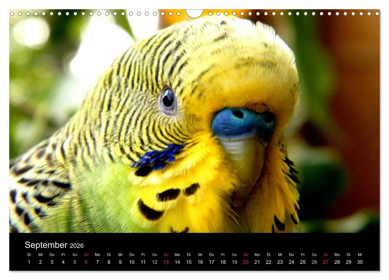Bild: 9783516204476 | Wellensittiche - Naturkalender (Wandkalender 2026 DIN A3 quer),...