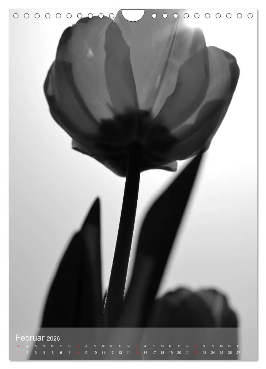 Bild: 9783516434576 | Monochrome Blüten - In Schwarz-Weiß Bildern durch das Jahr...