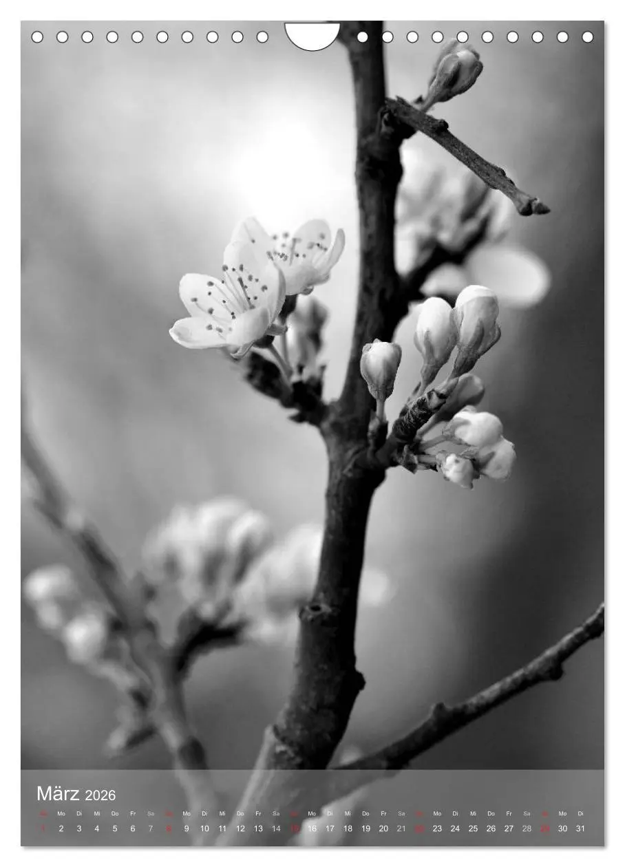 Bild: 9783516434576 | Monochrome Blüten - In Schwarz-Weiß Bildern durch das Jahr...