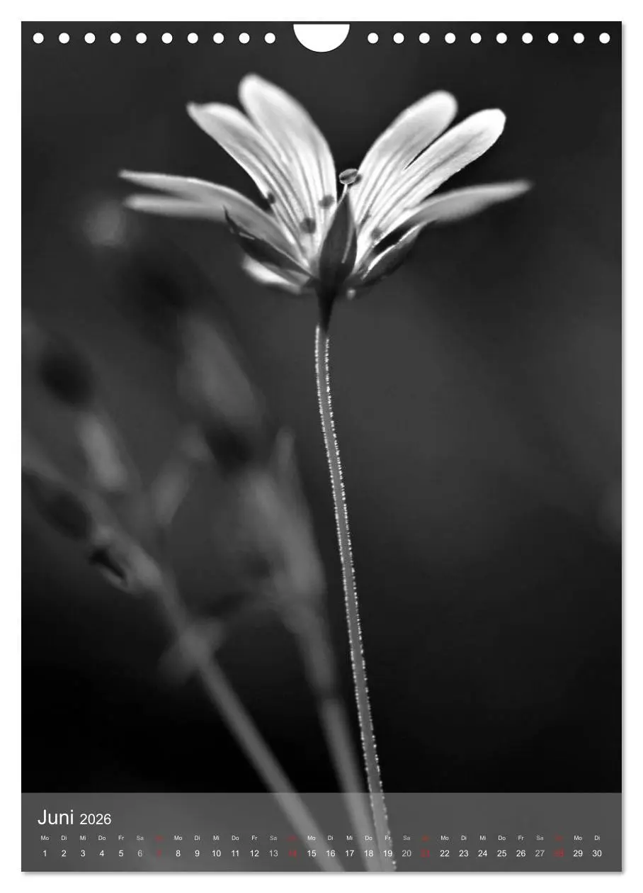 Bild: 9783516434576 | Monochrome Blüten - In Schwarz-Weiß Bildern durch das Jahr...