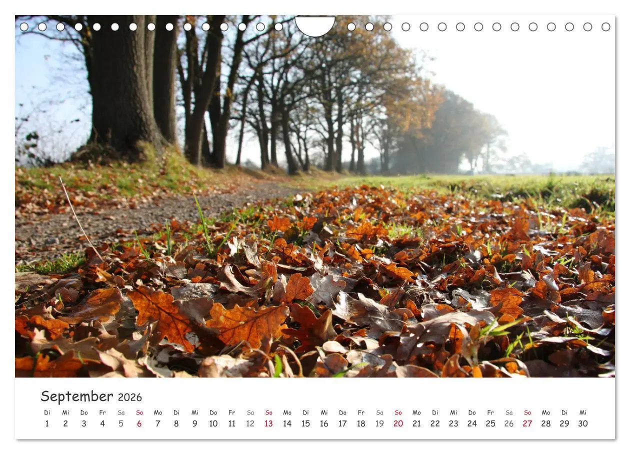 Bild: 9783457644676 | Zauberhaftes Ammerland (Wandkalender 2026 DIN A4 quer), CALVENDO...