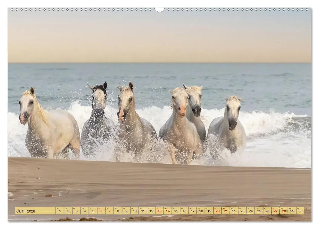 Bild: 9783457494776 | Die wilden Pferde der Camargue (hochwertiger Premium Wandkalender...