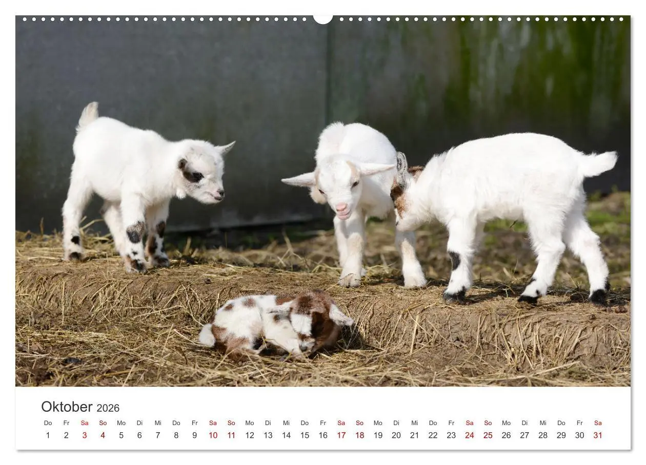 Bild: 9783457634776 | Ziegenkinder (Wandkalender 2026 DIN A2 quer), CALVENDO Monatskalender