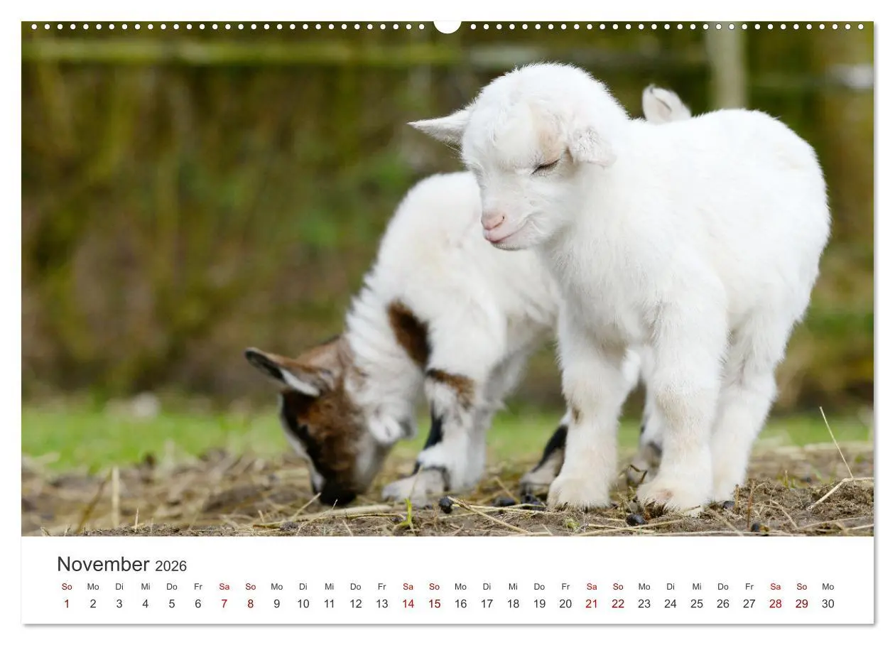 Bild: 9783457634776 | Ziegenkinder (Wandkalender 2026 DIN A2 quer), CALVENDO Monatskalender