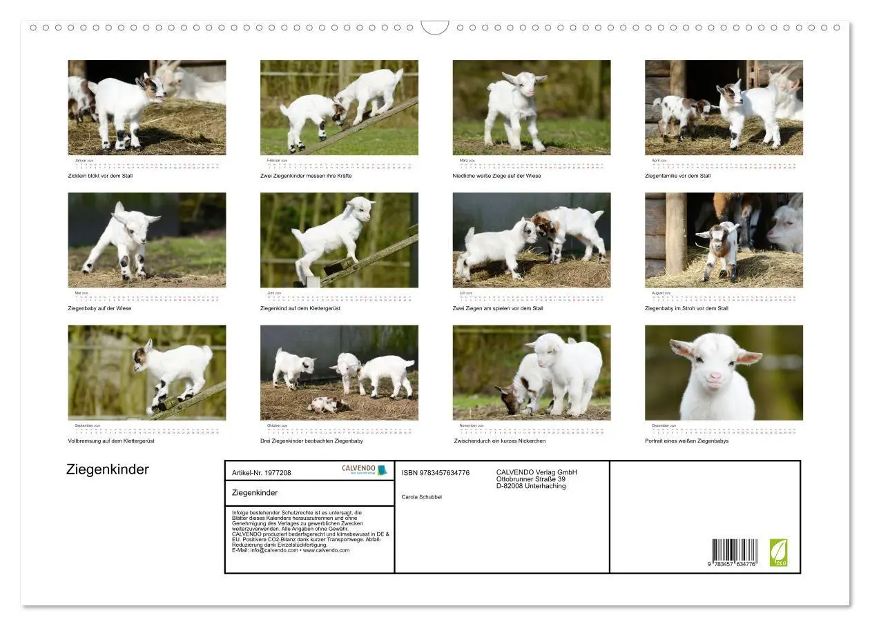 Bild: 9783457634776 | Ziegenkinder (Wandkalender 2026 DIN A2 quer), CALVENDO Monatskalender