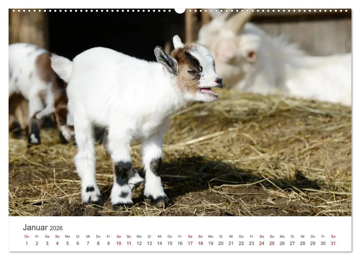 Bild: 9783457634776 | Ziegenkinder (Wandkalender 2026 DIN A2 quer), CALVENDO Monatskalender