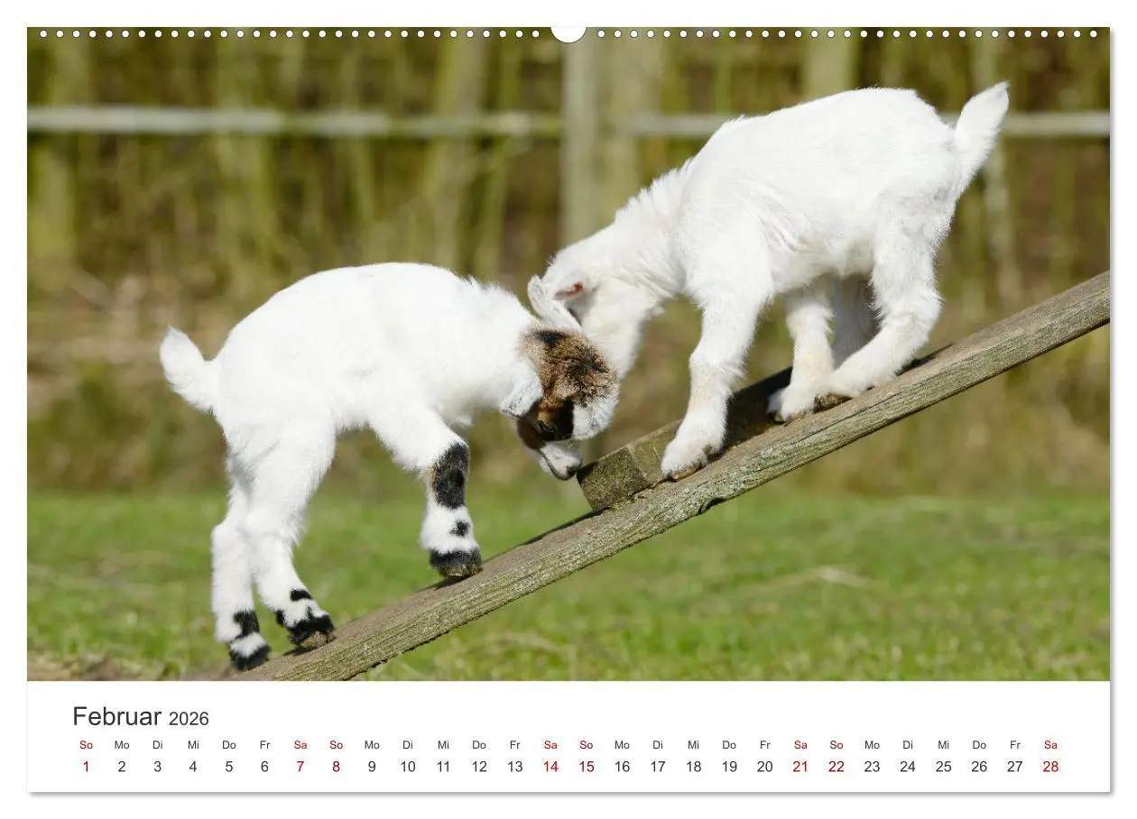 Bild: 9783457634776 | Ziegenkinder (Wandkalender 2026 DIN A2 quer), CALVENDO Monatskalender