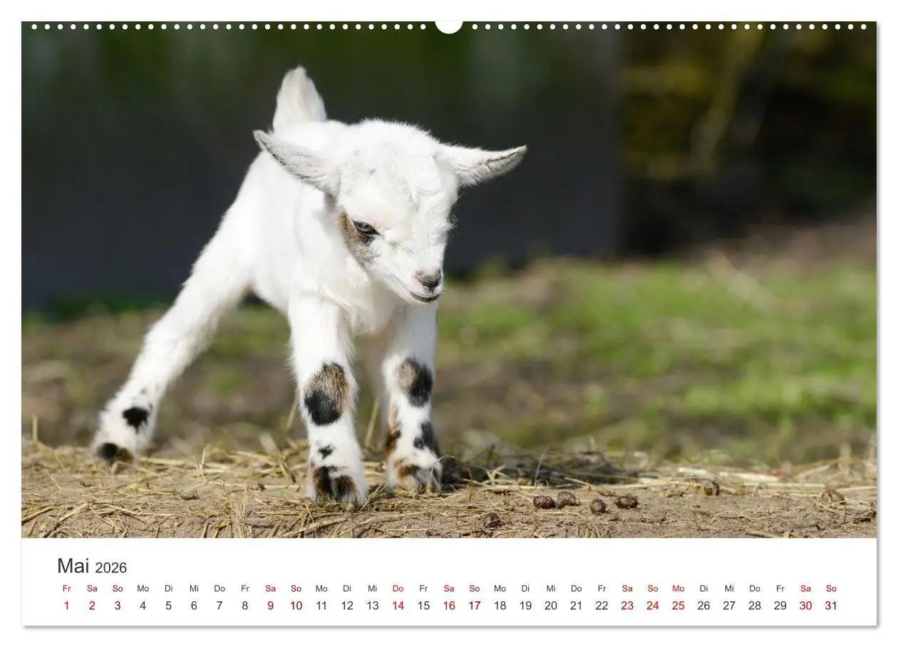 Bild: 9783457634776 | Ziegenkinder (Wandkalender 2026 DIN A2 quer), CALVENDO Monatskalender