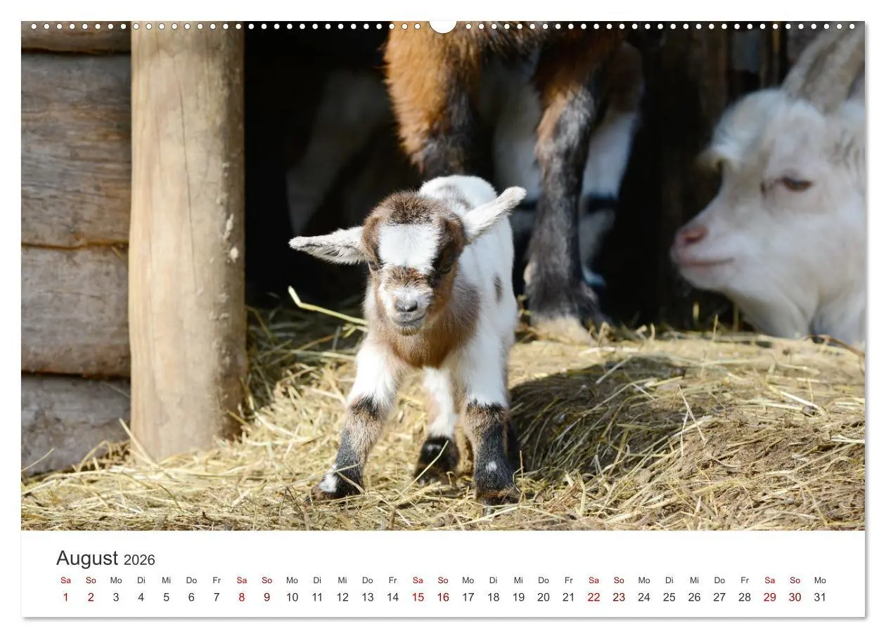 Bild: 9783457634776 | Ziegenkinder (Wandkalender 2026 DIN A2 quer), CALVENDO Monatskalender