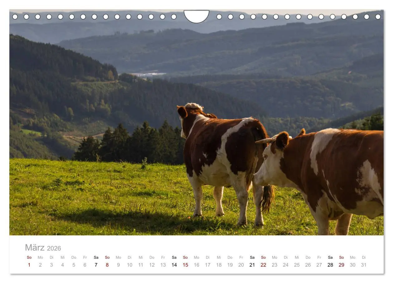 Bild: 9783457874776 | Schönes Sauerland (Wandkalender 2026 DIN A4 quer), CALVENDO...