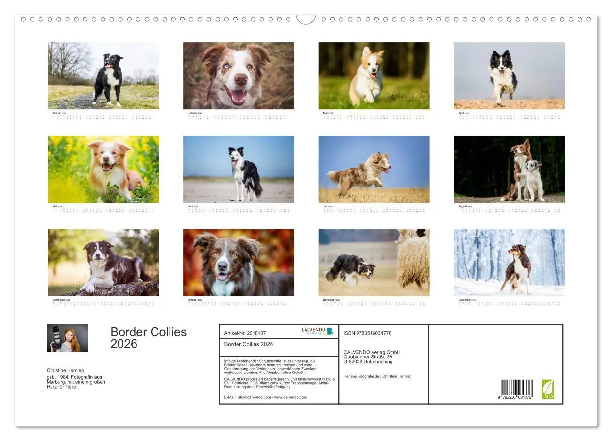 Bild: 9783516034776 | Border Collies 2026 (Wandkalender 2026 DIN A2 quer), CALVENDO...
