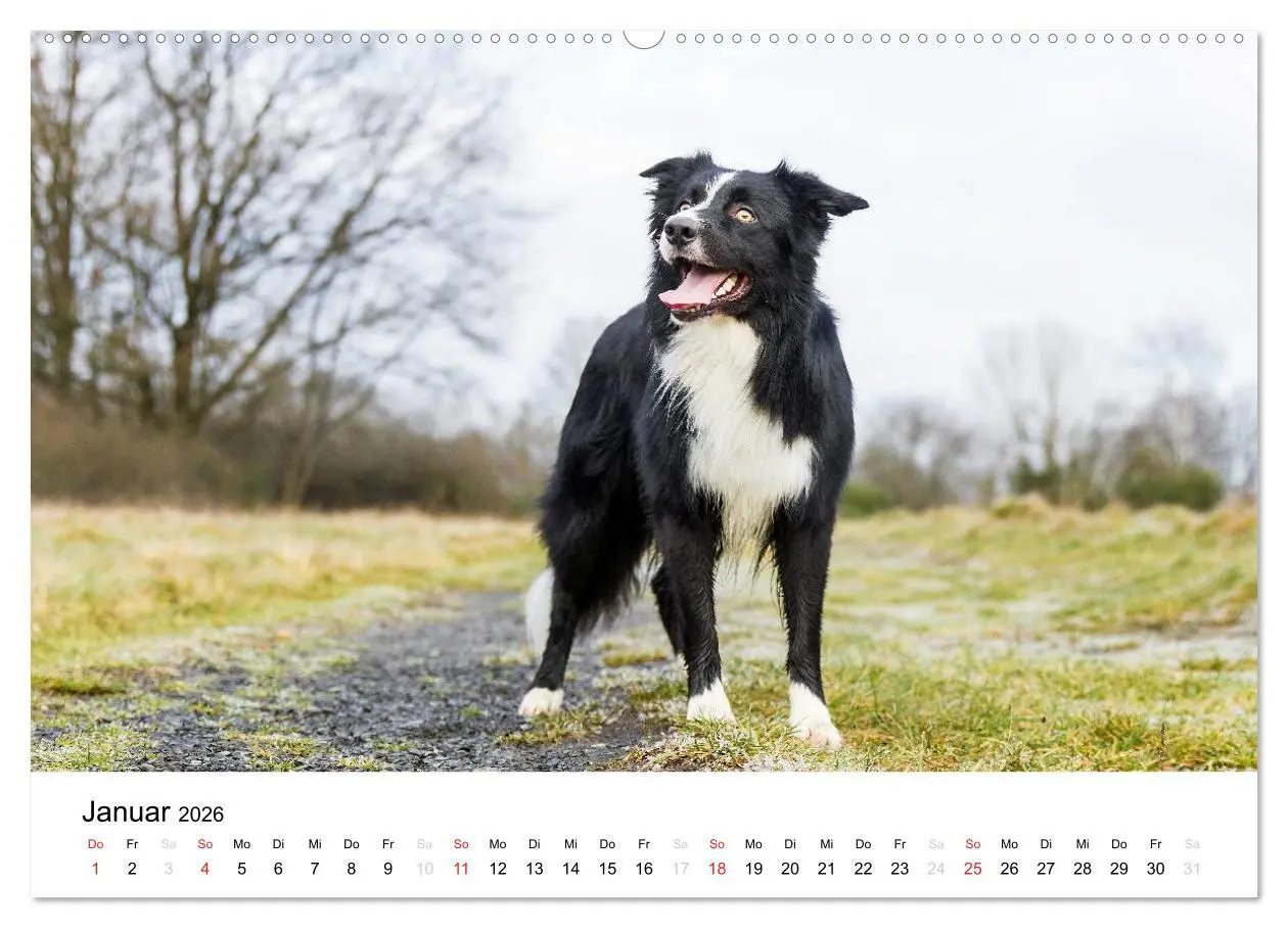 Bild: 9783516034776 | Border Collies 2026 (Wandkalender 2026 DIN A2 quer), CALVENDO...