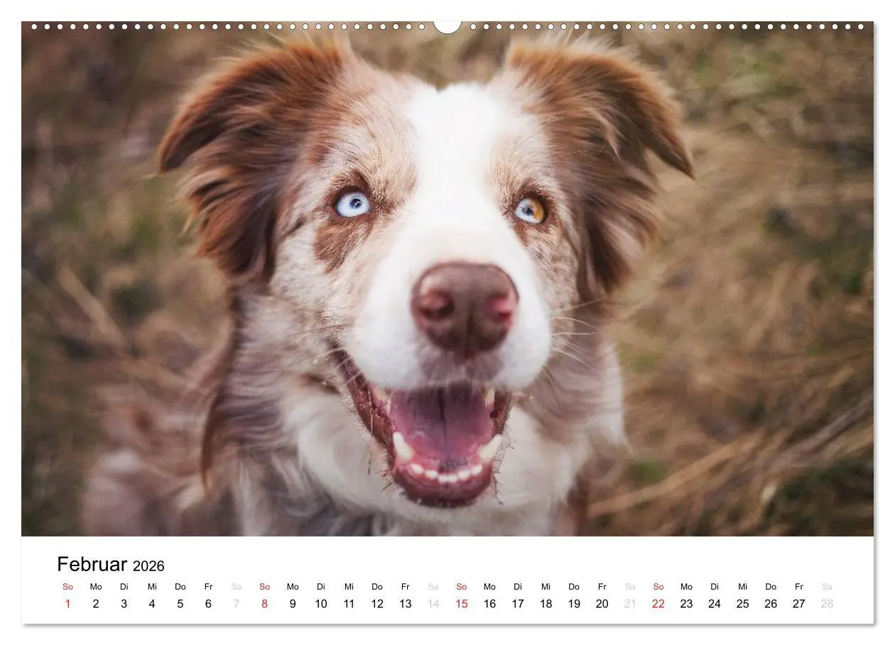 Bild: 9783516034776 | Border Collies 2026 (Wandkalender 2026 DIN A2 quer), CALVENDO...
