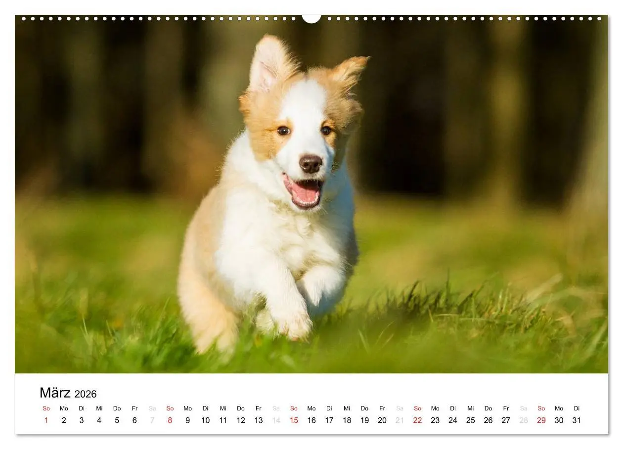 Bild: 9783516034776 | Border Collies 2026 (Wandkalender 2026 DIN A2 quer), CALVENDO...