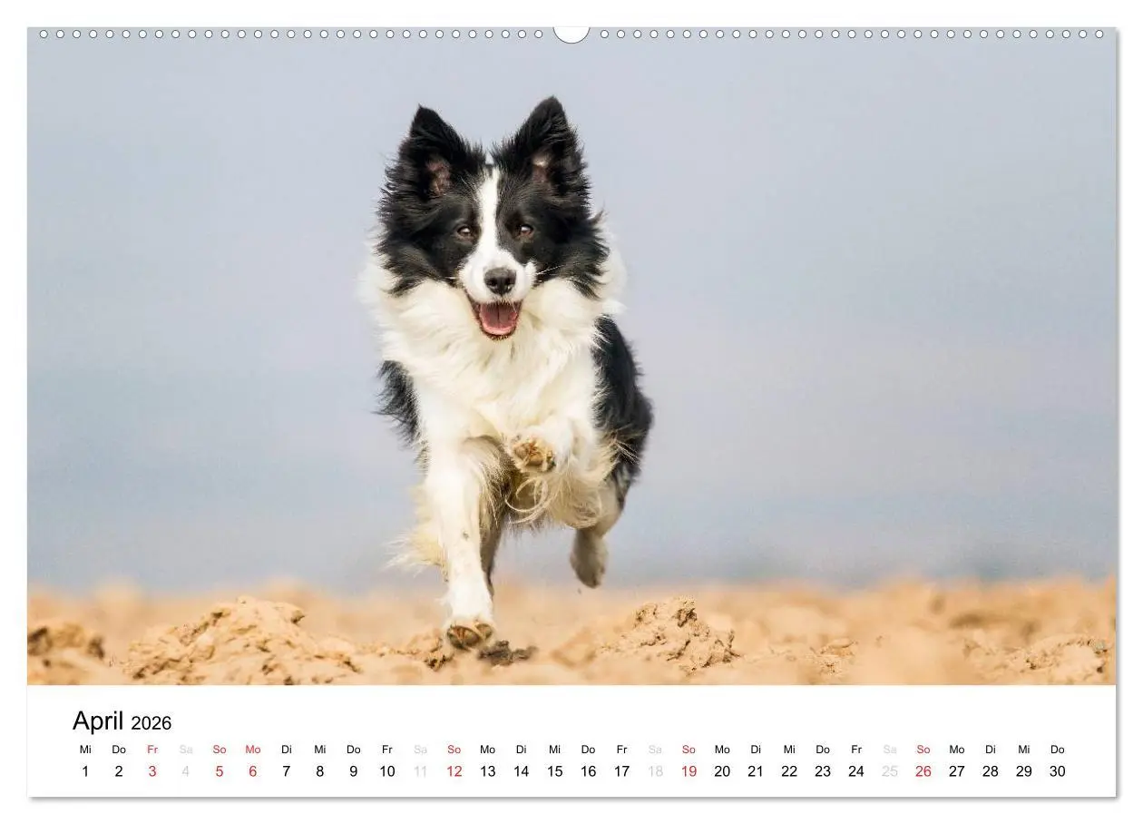 Bild: 9783516034776 | Border Collies 2026 (Wandkalender 2026 DIN A2 quer), CALVENDO...