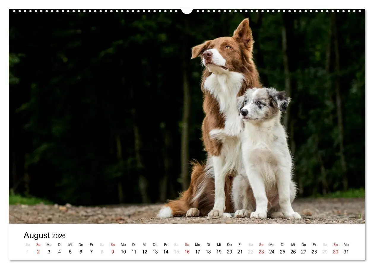 Bild: 9783516034776 | Border Collies 2026 (Wandkalender 2026 DIN A2 quer), CALVENDO...