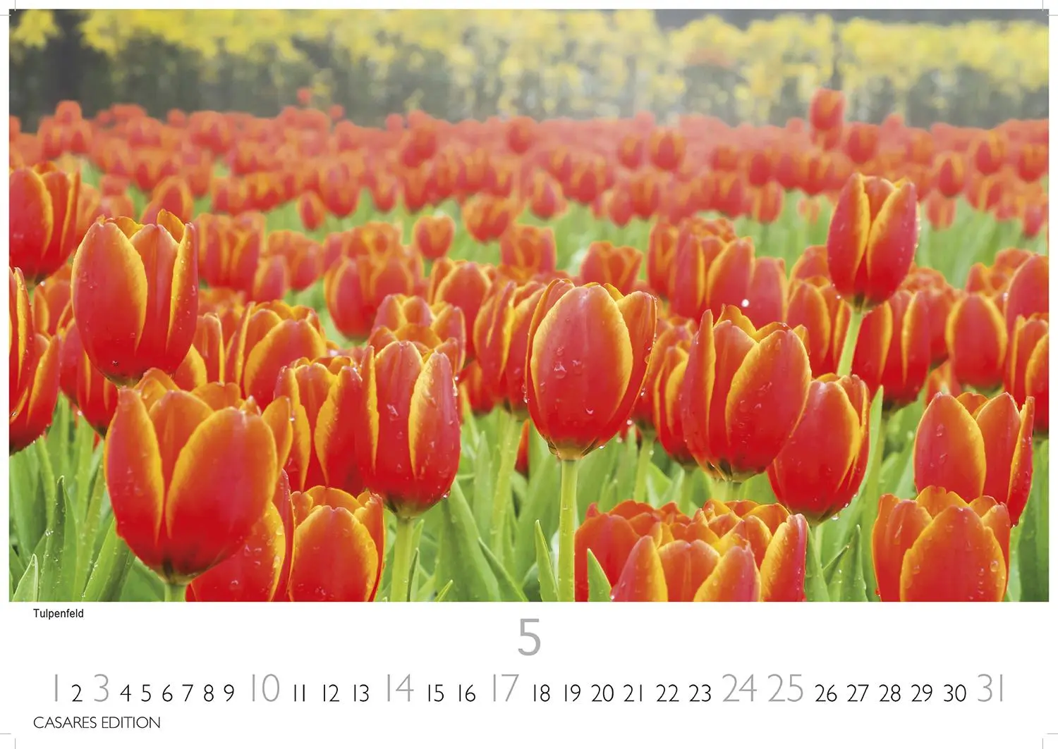 Bild: 9781835244876 | Niederlande Kalender 2026 35x50cm Grosses Format - Entdecken Sie...