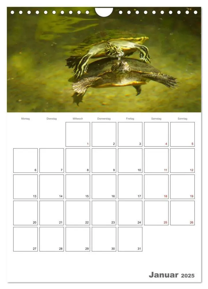 Bild: 9783457004876 | Langsame Schildkröten (Wandkalender 2025 DIN A4 hoch), CALVENDO...