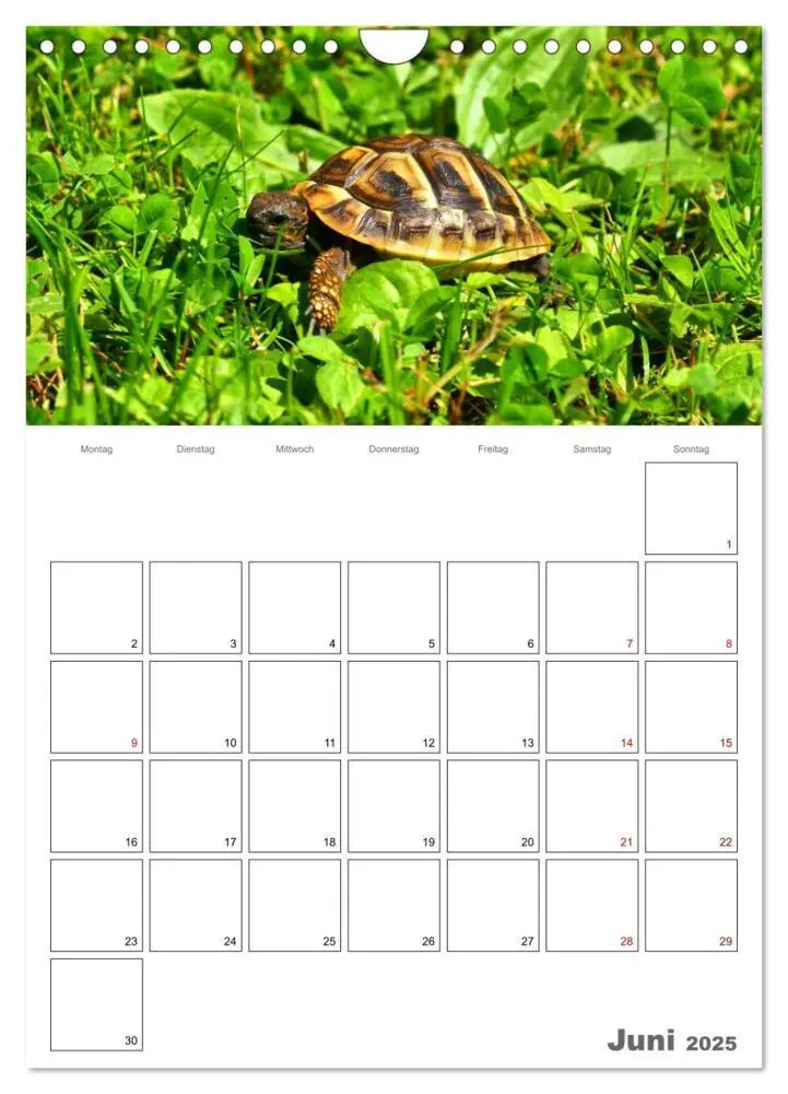 Bild: 9783457004876 | Langsame Schildkröten (Wandkalender 2025 DIN A4 hoch), CALVENDO...