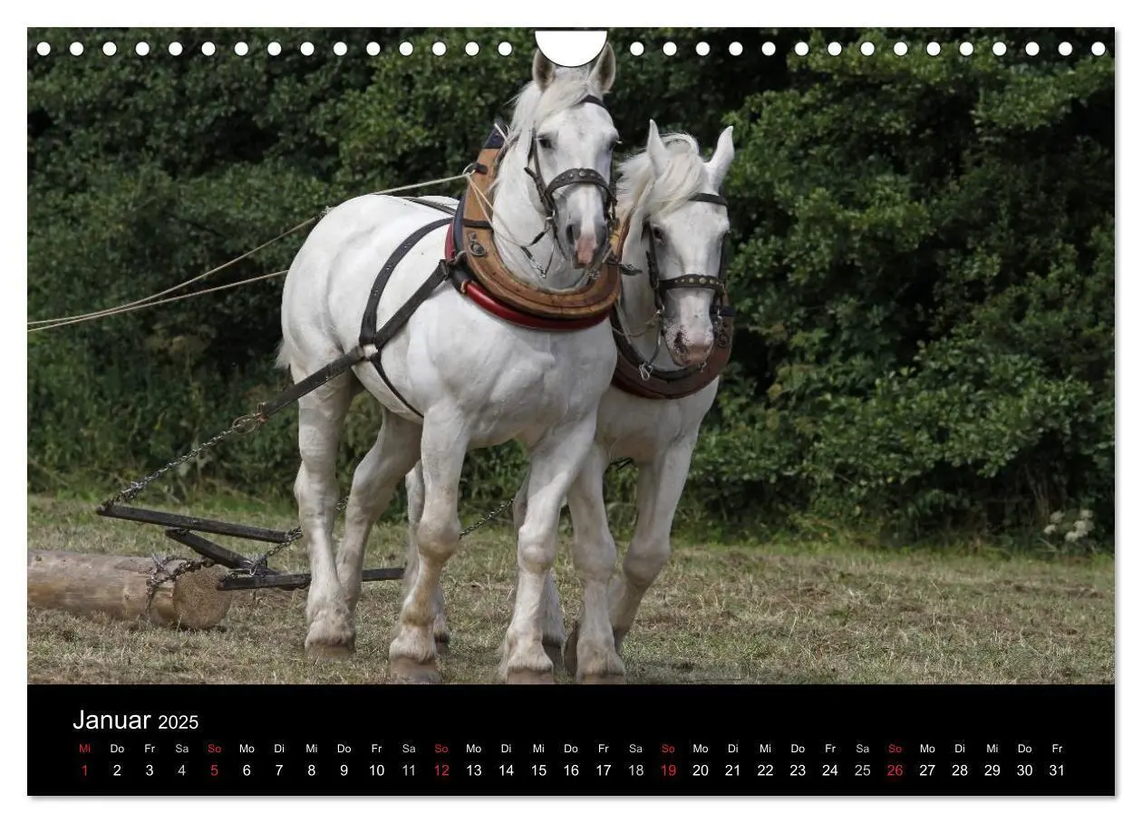 Bild: 9783435694976 | Starke Pferde bei der Arbeit (Wandkalender 2025 DIN A4 quer),...