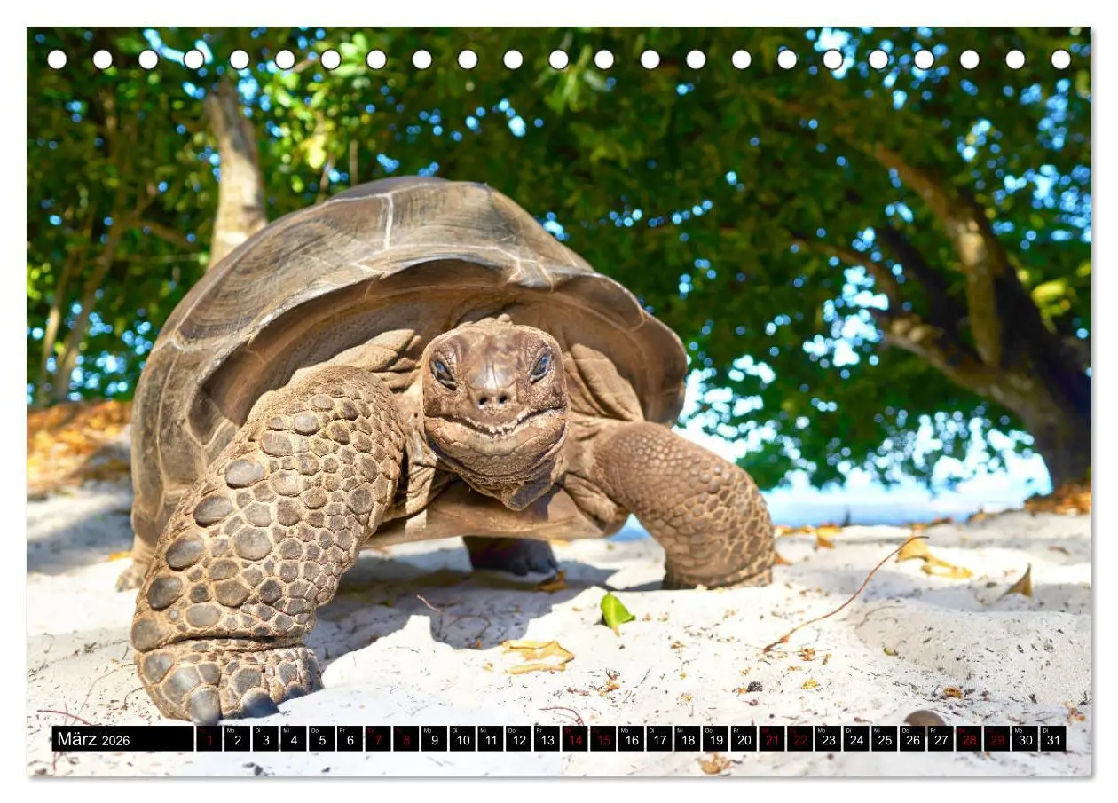 Bild: 9783457784976 | Seychellen Inselblicke (Tischkalender 2026 DIN A5 quer), CALVENDO...
