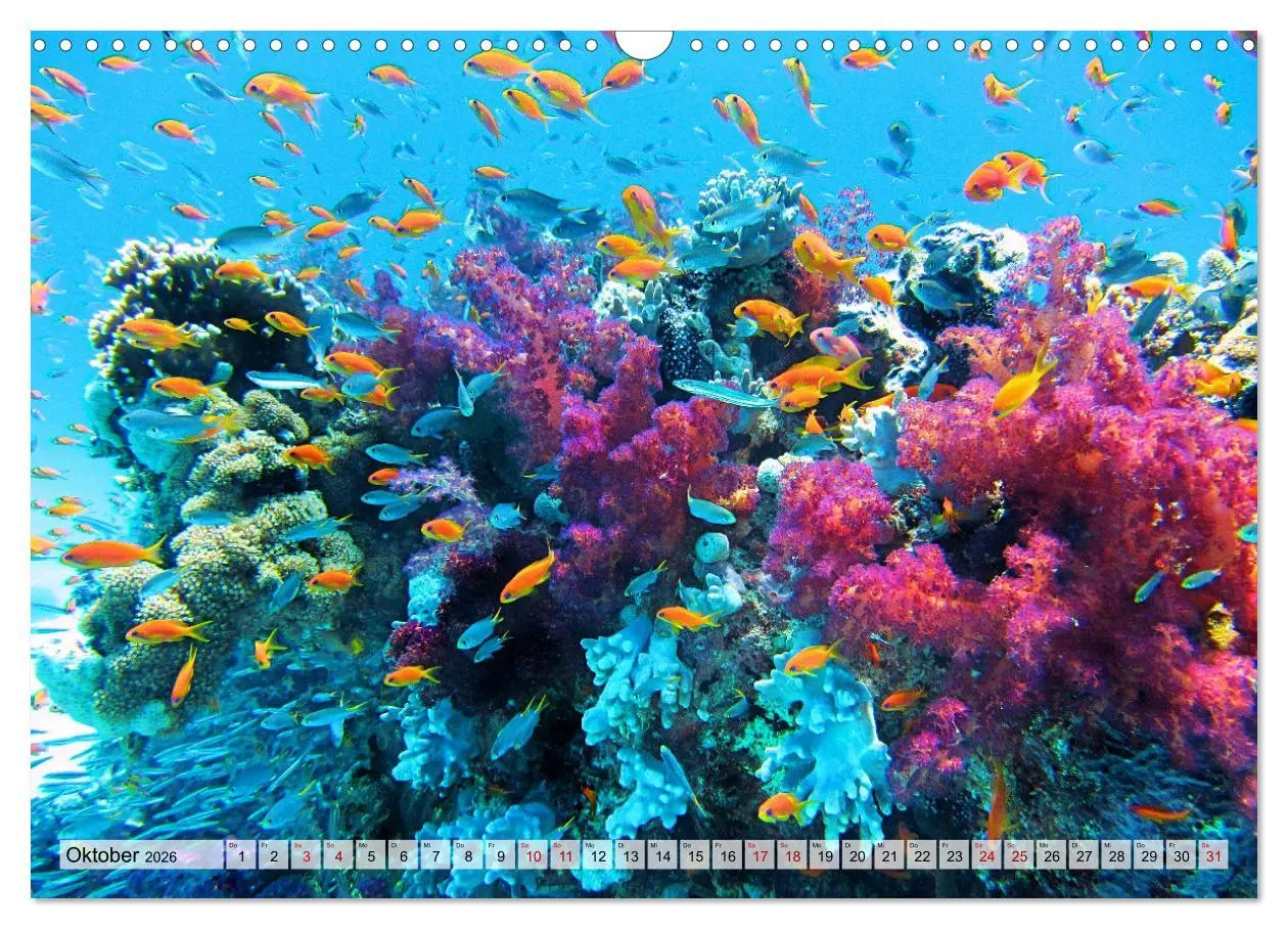 Bild: 9783457595176 | Abenteuer Riff - bunte Unterwasserwelt (Wandkalender 2026 DIN A3...