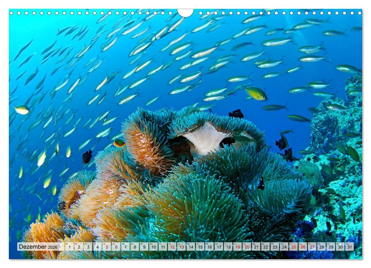 Bild: 9783457595176 | Abenteuer Riff - bunte Unterwasserwelt (Wandkalender 2026 DIN A3...