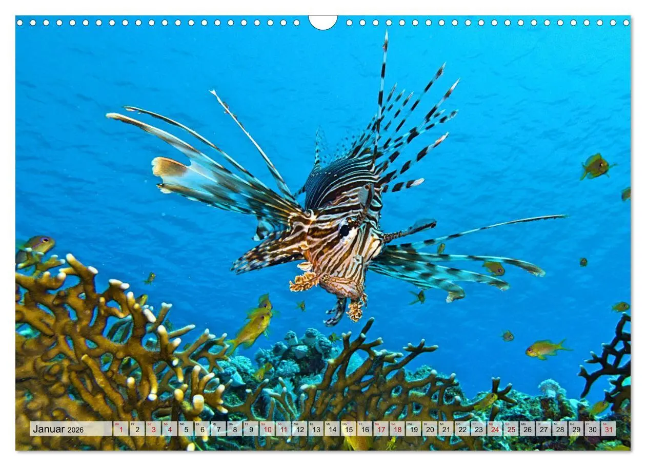 Bild: 9783457595176 | Abenteuer Riff - bunte Unterwasserwelt (Wandkalender 2026 DIN A3...