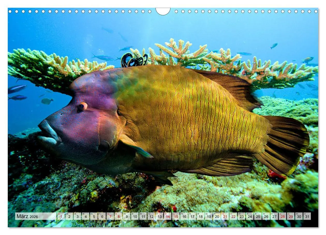 Bild: 9783457595176 | Abenteuer Riff - bunte Unterwasserwelt (Wandkalender 2026 DIN A3...