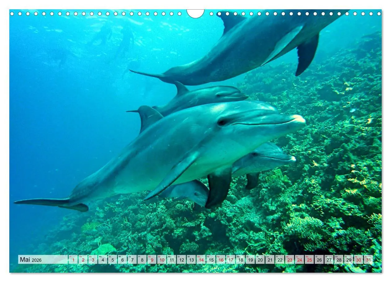 Bild: 9783457595176 | Abenteuer Riff - bunte Unterwasserwelt (Wandkalender 2026 DIN A3...