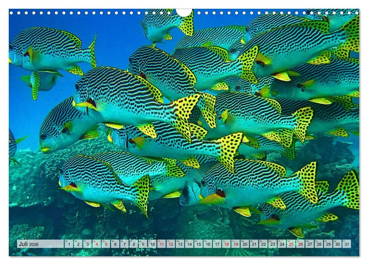 Bild: 9783457595176 | Abenteuer Riff - bunte Unterwasserwelt (Wandkalender 2026 DIN A3...