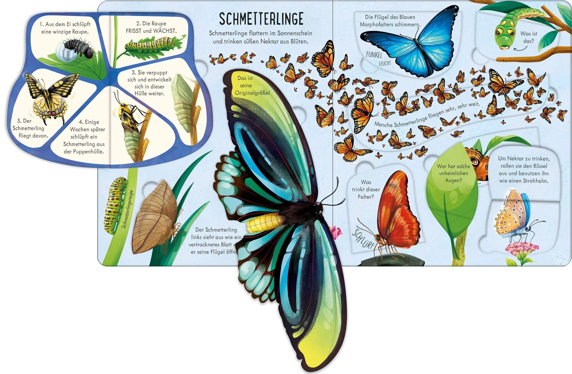Bild: 9781035705276 | Aufklappen und Entdecken: Das Leben der Krabbeltiere | Minna Lacey
