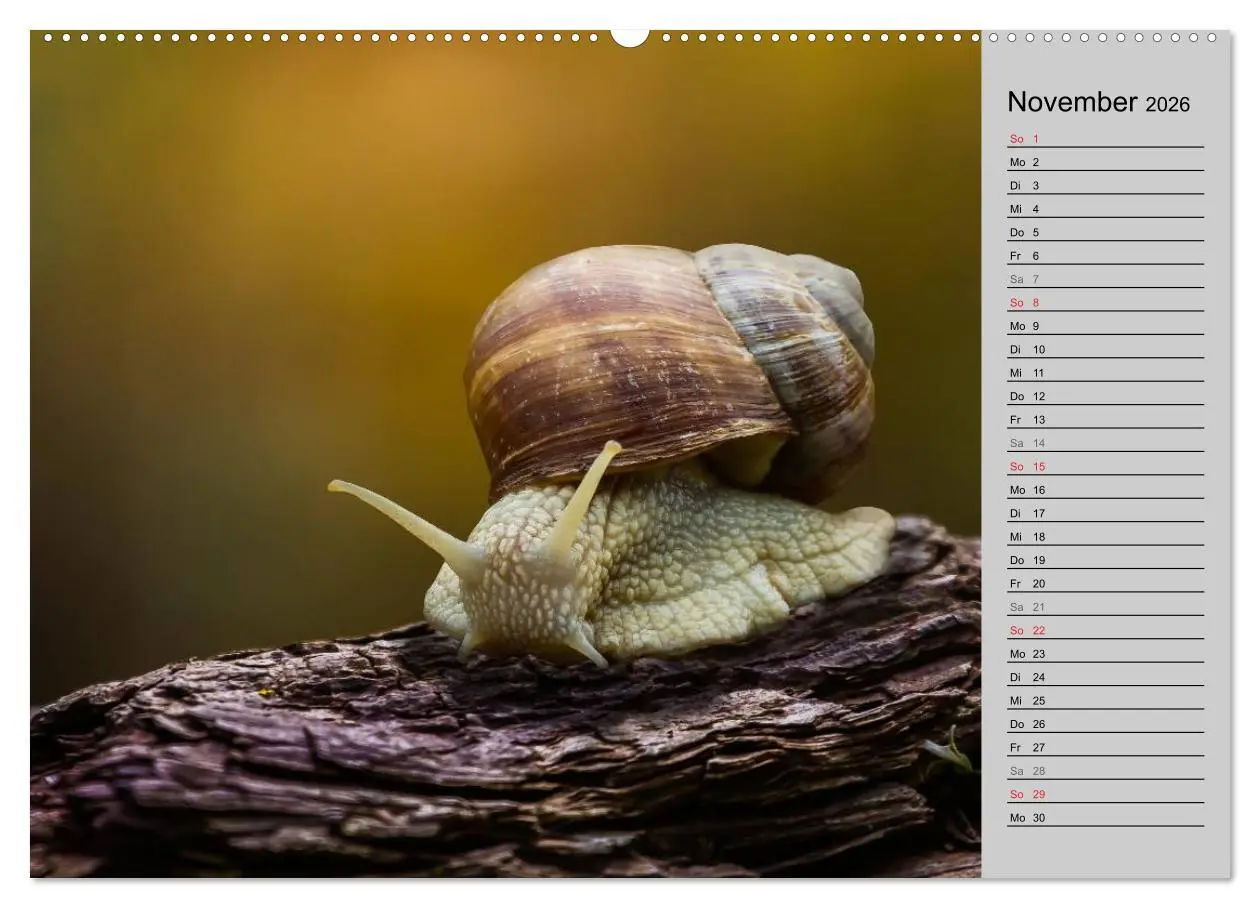Bild: 9783457945476 | Salamander und Co. (hochwertiger Premium Wandkalender 2026 DIN A2...