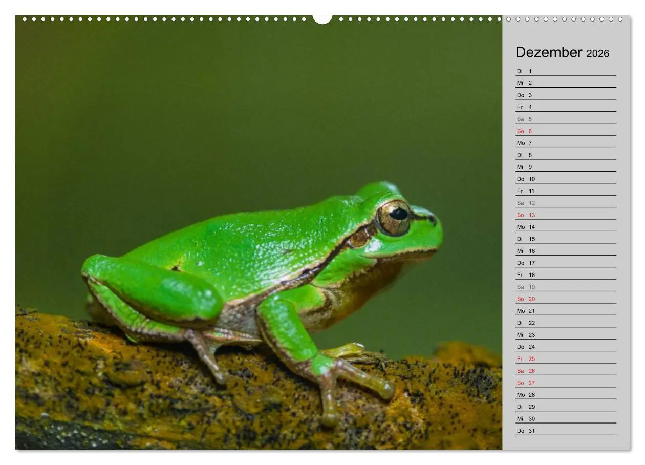 Bild: 9783457945476 | Salamander und Co. (hochwertiger Premium Wandkalender 2026 DIN A2...