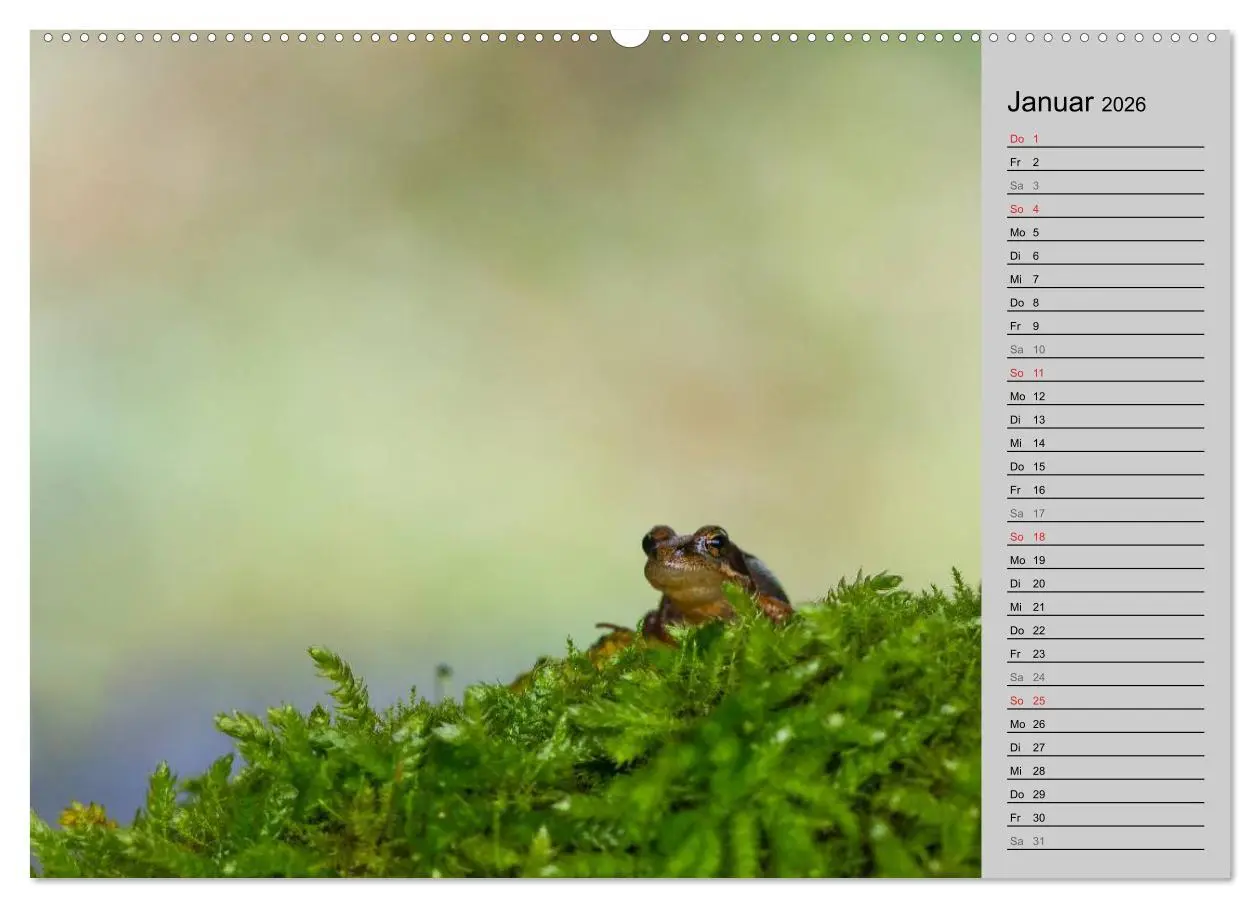 Bild: 9783457945476 | Salamander und Co. (hochwertiger Premium Wandkalender 2026 DIN A2...