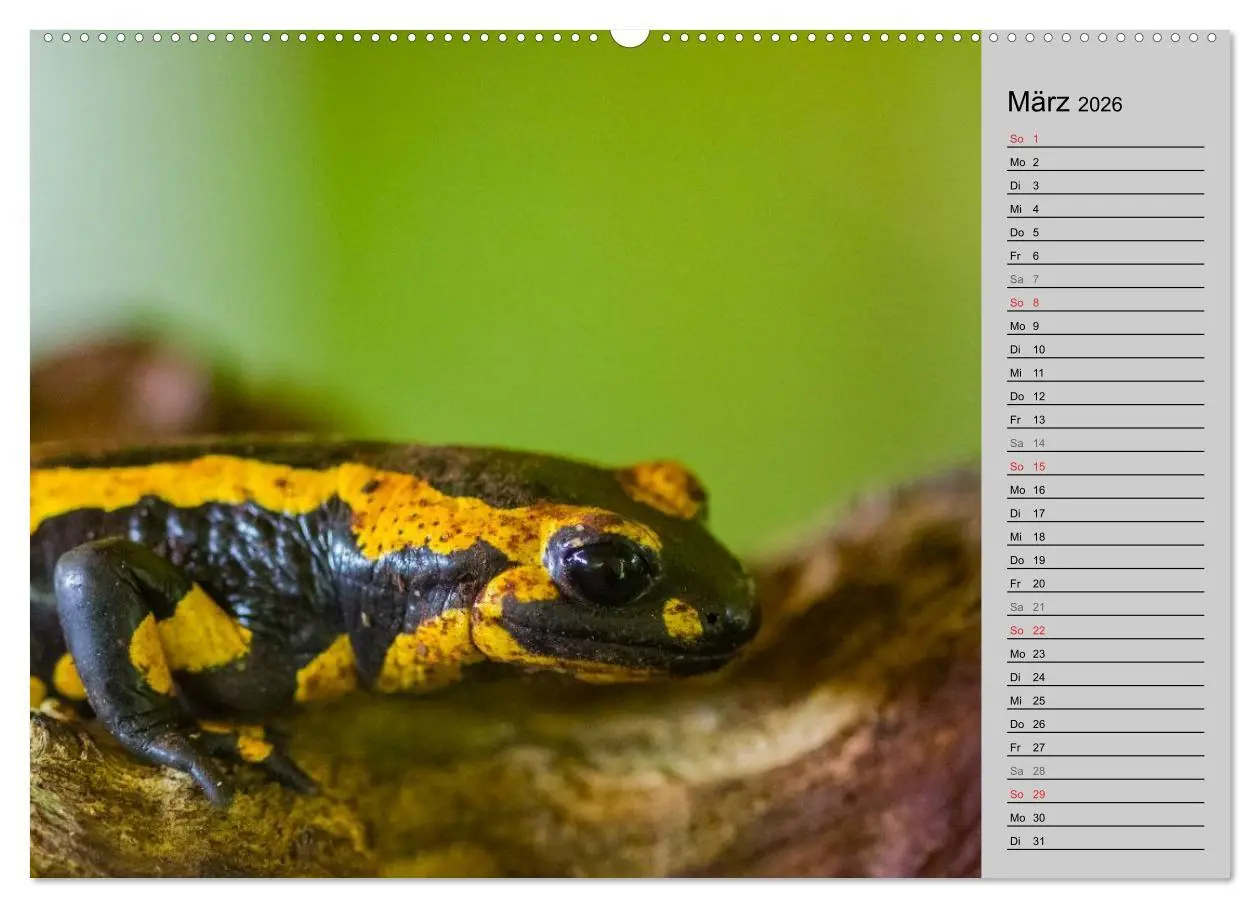 Bild: 9783457945476 | Salamander und Co. (hochwertiger Premium Wandkalender 2026 DIN A2...