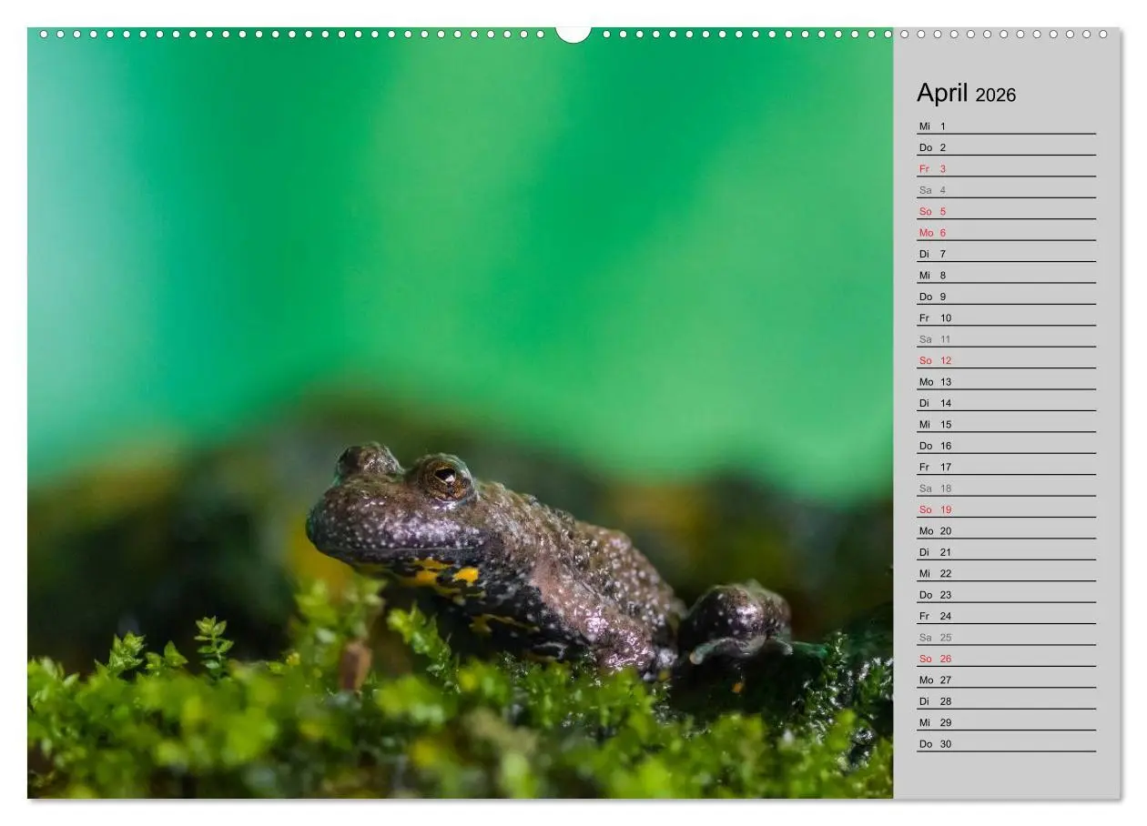 Bild: 9783457945476 | Salamander und Co. (hochwertiger Premium Wandkalender 2026 DIN A2...