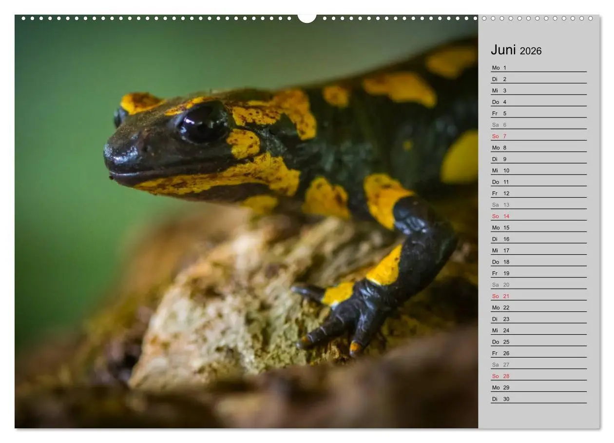 Bild: 9783457945476 | Salamander und Co. (hochwertiger Premium Wandkalender 2026 DIN A2...